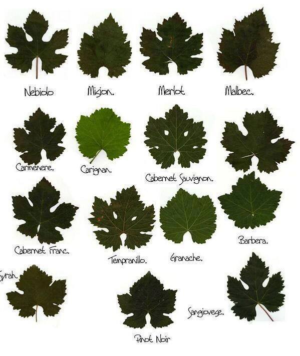 winewankers's tweet photo. The leaves of grape vines are so varied! #wine http://t.co/E0di1MsaUW