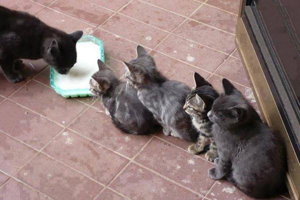 tags_ireland's tweet image. Have you thought about fostering #kittens? Contact us if you're interested  adoptapet.ie/pet-care/foste… #QueueHere