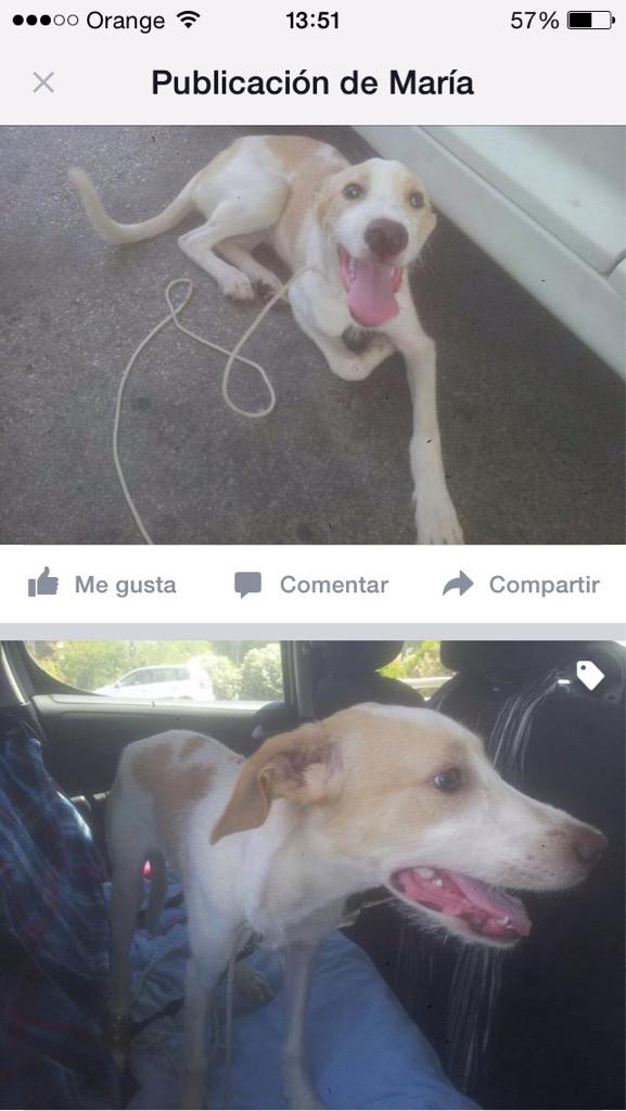 mariiadd's tweet photo. NECESITA AYUDA .Es aún cachorro,hoy le estaban pegando,está abandonado en Sevilla del Aljarafe @REFUGIOLACANDEL http://t.co/RB4zkXoERw