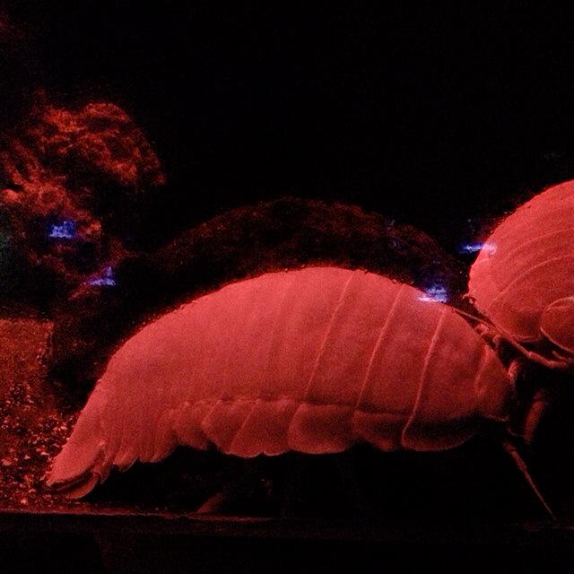 深海の隠れ人気者なダイオウグソクムシ。実は泳ぐときは「背泳ぎ」で