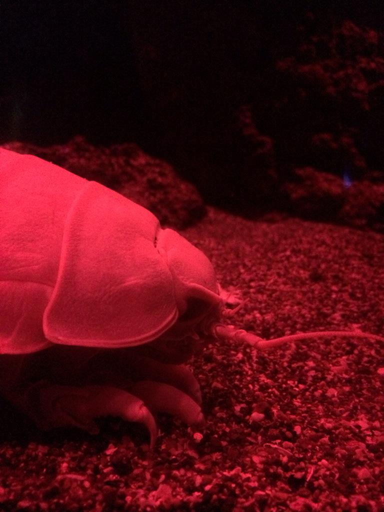 深海の隠れ人気者なダイオウグソクムシ。実は泳ぐときは「背泳ぎ」で