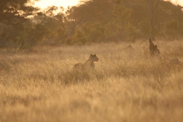 UniofOxford's tweet photo. #CecilTheLion was just 1 of the lions tracked by @UniofOxford researcher. More on his research http://t.co/AA5CHHF4Hk http://t.co/kfizyZGf3p