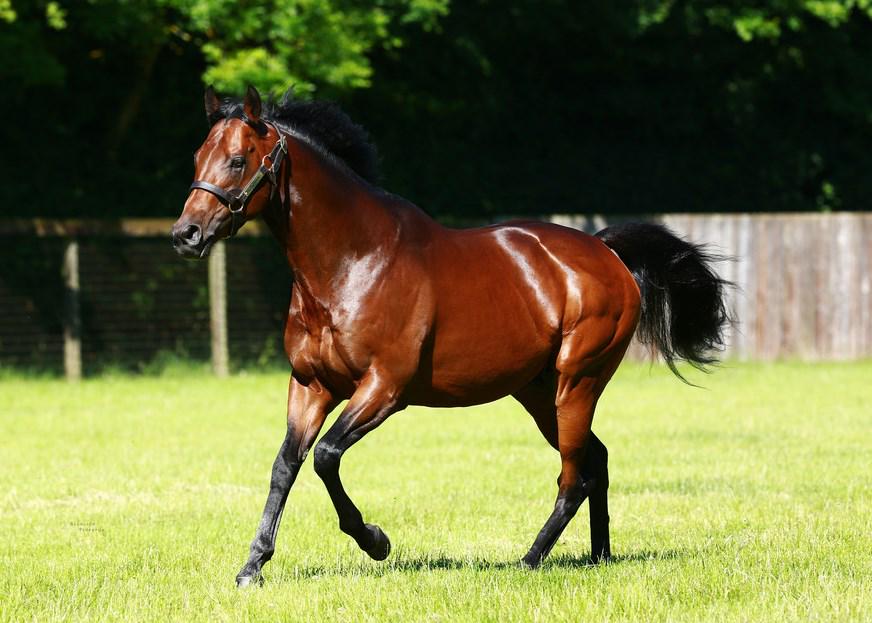 rpbloodstock's tweet photo. Kingman has covered 143 mares in his first season at Banstead Manor Stud http://t.co/VtVOCJ9E1N http://t.co/f2vQDkBW5f