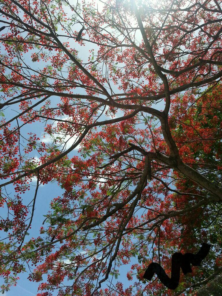 Bellezas de mi Puerto Rico