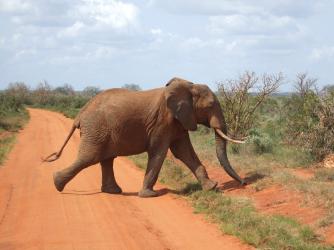 StandardKenya's tweet photo. Two held for killing five elephants in Tsavo National Park http://t.co/IWs3nwUxpq #BeInTheKnow http://t.co/pvmhrqYHn5
