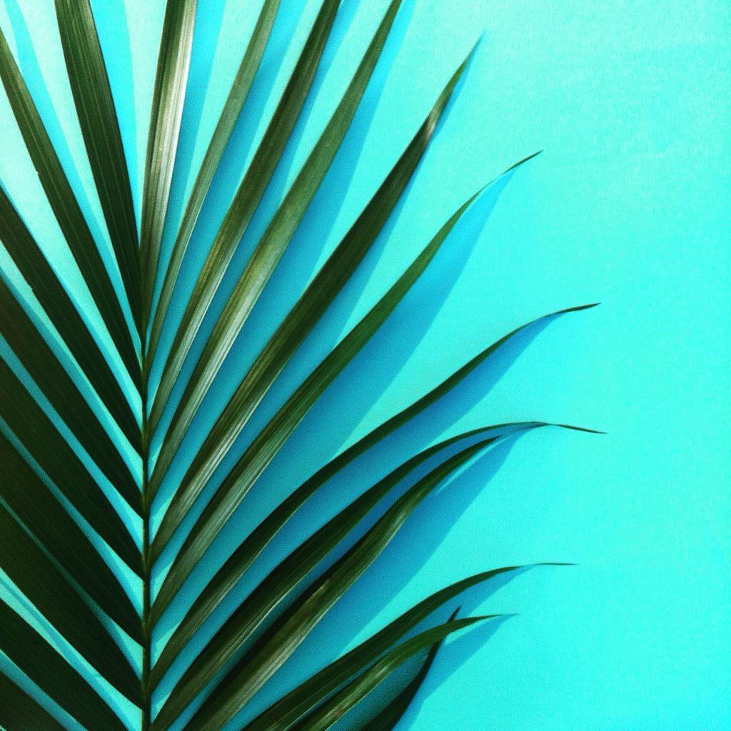 JessKingPhoto's tweet photo. Instagram recents @ jessiikiing #summer #accessories #sun #sea #heels #palmleaf #tropical #stilllifephotography http://t.co/HH38E5UX7q