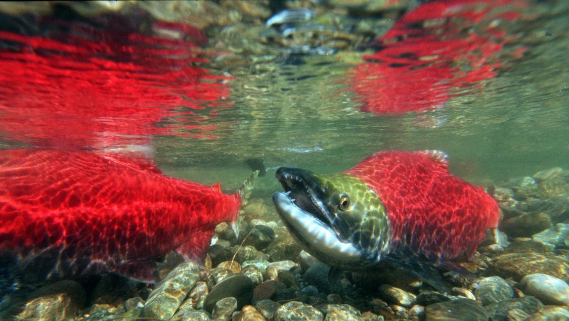 ClimatePower's tweet photo. Hot water leaves nearly 250,000 salmon dead in the Pacific Northwest http://t.co/feRCqFUfO9  http://t.co/QRpLc5QFol