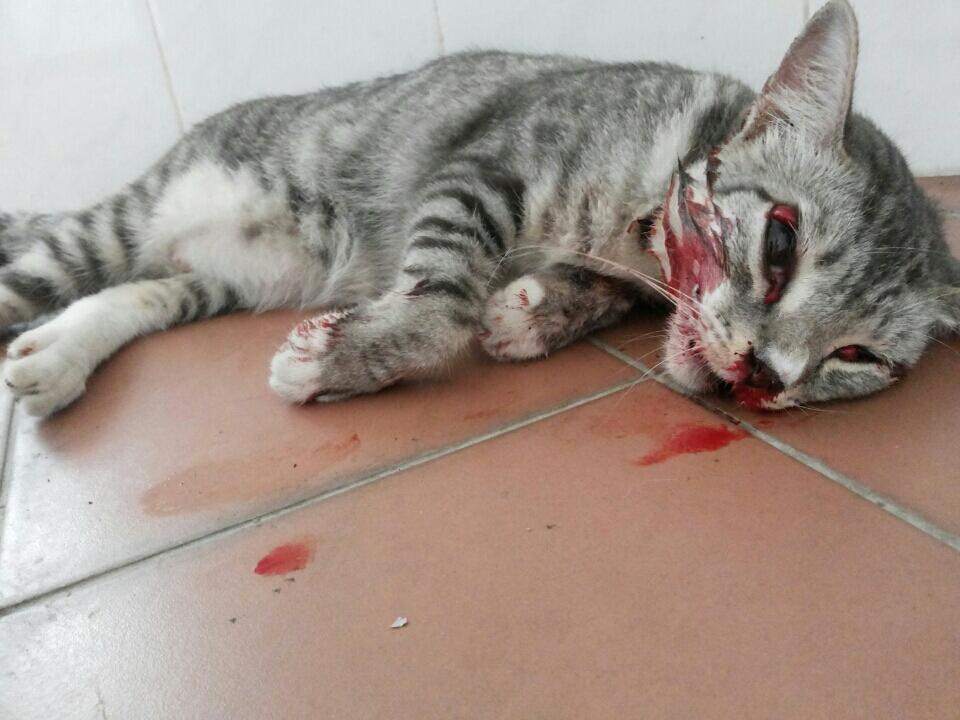 HaiwanJalanan's tweet photo. Sesiapa yg sudi bantu Papui. Memerlukan RM1500 utk rawatan. Sumbangan boleh ke acc CIMB 14590004711521 cc @AinRamlee http://t.co/wZA4SrORKq