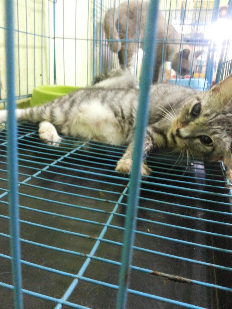 HaiwanJalanan's tweet photo. Sesiapa yg sudi bantu Papui. Memerlukan RM1500 utk rawatan. Sumbangan boleh ke acc CIMB 14590004711521 cc @AinRamlee http://t.co/wZA4SrORKq