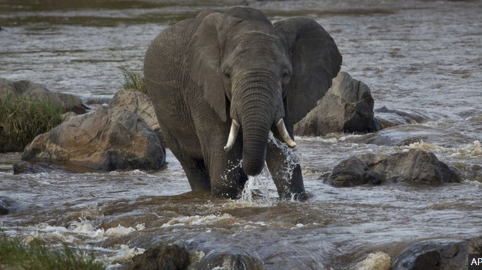 Two suspected poachers are arrested in Kenya over the killing of five elephants  bbc.in/1gm8sGy