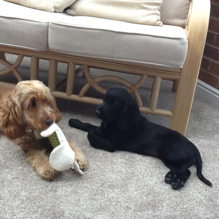 loubuck33's tweet photo. Can I have a chew now ? http://t.co/fXRLkz8CvQ