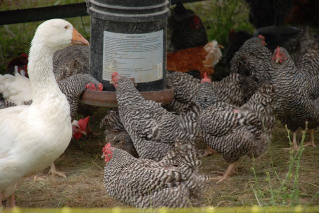 andrewcoppolino's tweet photo. #DailyDish: Local small-batch chicken is here...and more of it http://t.co/MeJ01NEdON
@afarmdaughter #chicken #FoodWR http://t.co/VhWeC0pghv