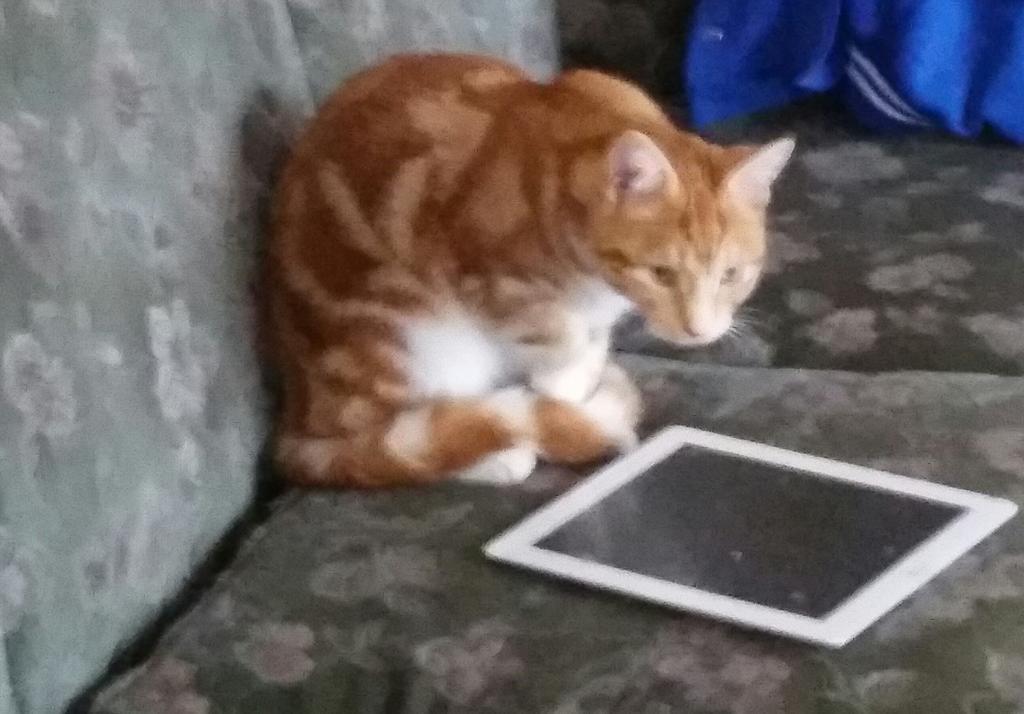 RealBennyR's tweet photo. I will sent a tweet and no one will ever know it was me #NinjaCat http://t.co/nmgcfxiGpg