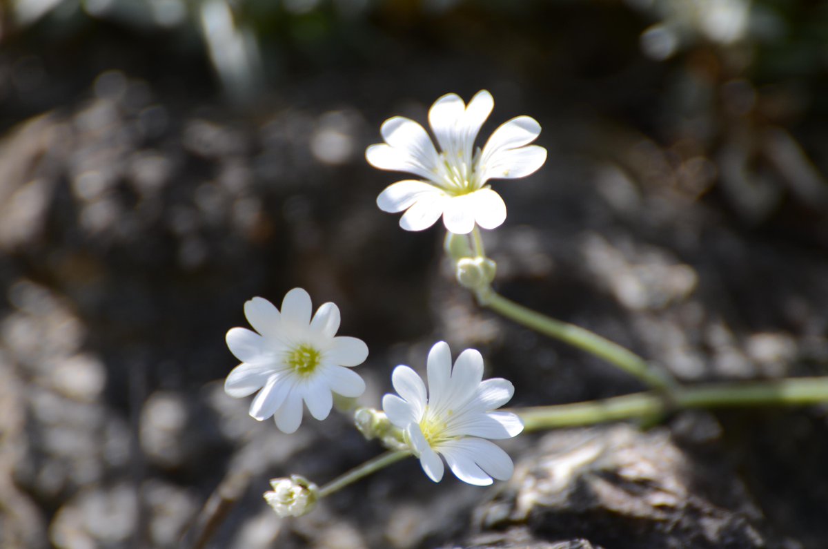thichnhathanh's tweet photo. When we look deeply at a flower, we can see the whole cosmos is contained in it. http://t.co/3vKMrVDkv6