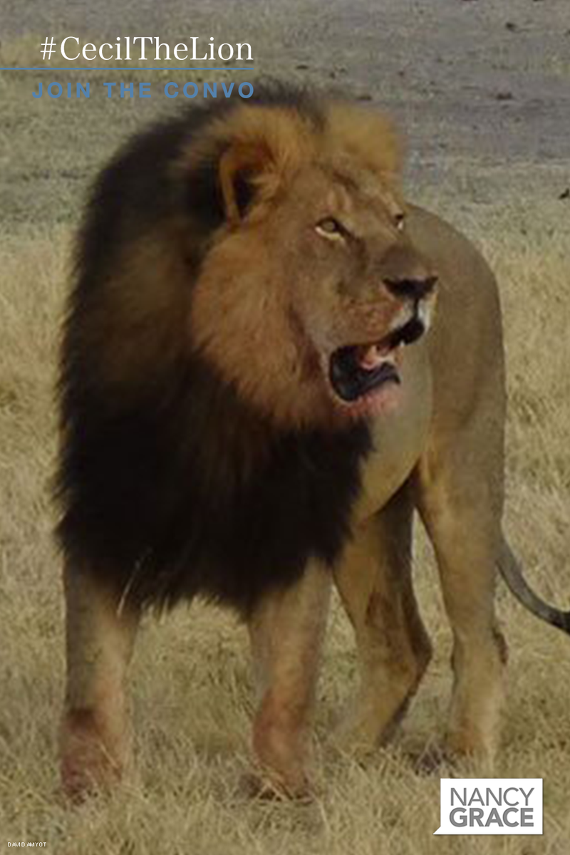 NancyGrace's tweet photo. Should lion killer #WalterPalmer be prosecuted for killing Africa’s beloved cat? #CecilTheLion http://t.co/U2UsGbuMHV