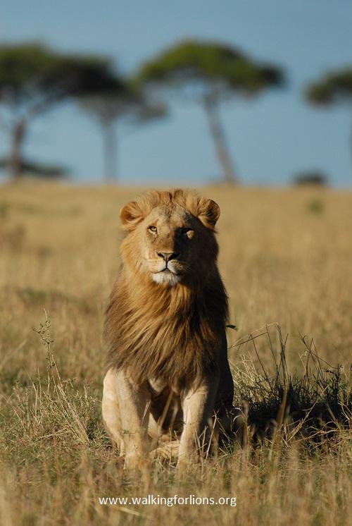 Walkingforlions's tweet image. #CecilTheLion - A fallen giant that might save thousands of lions

walkingforlions.org/blog/458694434… #conservation @LIONSANDS
