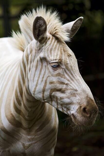 I_Am_JMC's tweet photo. #LesGens aidez moi. Le zèbre est bleu et noir ou blanc et doré? #LeZebreEst #LaRobeEst http://t.co/JxalWPL8Vc
