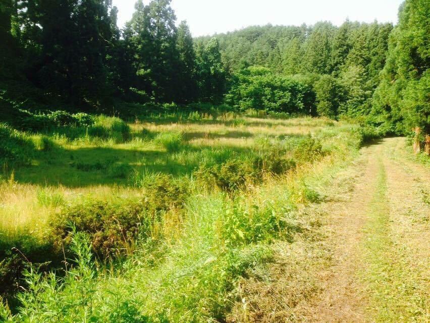 2015Colorfulrun's tweet image. 【募集締め切りまで残りわずか！】

フルーツ食べ放題のカラフルランの募集の締め切りが近づいてきております！

参加した人にしか分からない楽しさが味わえるコンテンツを様々用意！
夏の思い出にぜひご参加ください！