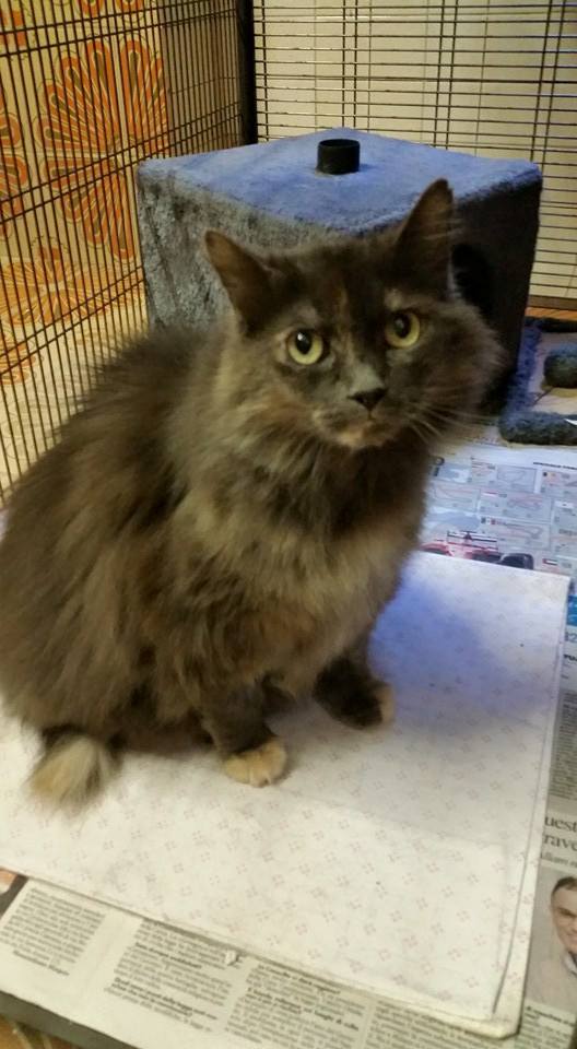 julylovescat's tweet photo. Lei è Asia, a 7 anni è stata abbandonata.  Sterilizzata, testata fiv felv negativa, vaccinata e con microchip http://t.co/fXNe49EZbb