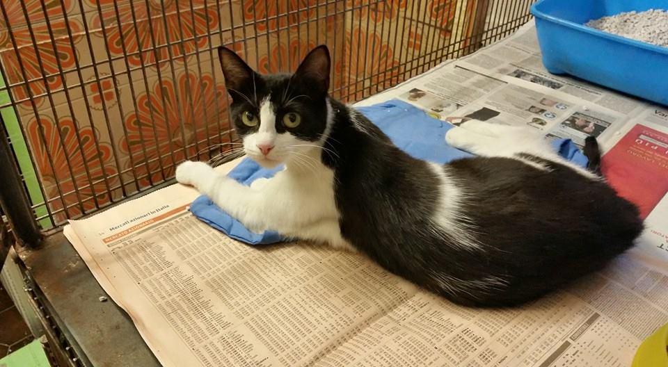 julylovescat's tweet photo. Lei è  Peggy, ha un anno! Buonissima, cerca mamma. Sterilizzata, testata fiv felv negativa, vaccinata e con microchip http://t.co/9iw61iWU2s