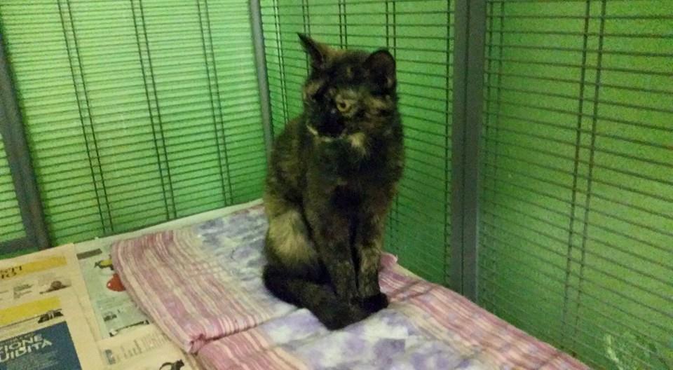 julylovescat's tweet photo. Sara ha due anni,abbandonata assieme ai suoi cuccioli! Sterilizzata fiv felv negativa, vaccinata e con microchip http://t.co/EMDIgfPPd2