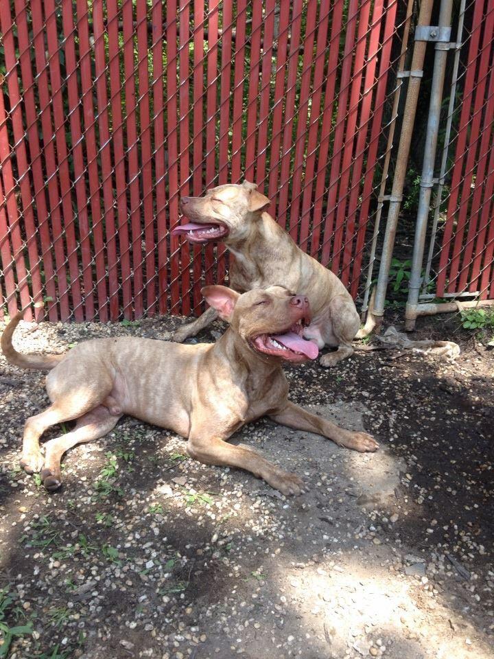 NJHuskyHouse's tweet photo. These handsome #pitties are looking for their forever home! Both are #sweethearts. #apply at http://t.co/nlWybi9695 http://t.co/TWVLMkbMuy