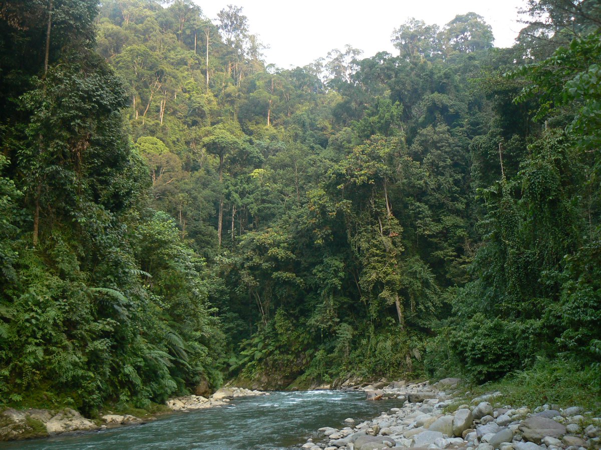 SaveVirachey's tweet photo. http://t.co/Hdf6k5UIy6 Help us make sure that Cambodia &amp; Sumatra always have places like this for tigers http://t.co/ACadGXclDt