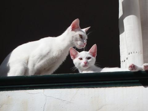 CrazyCatFreaks's tweet photo. How to Prevent Your Cat from Feline High Rise Syndrome: http://t.co/2ZADmWKThM http://t.co/Gcoc8Xe26n