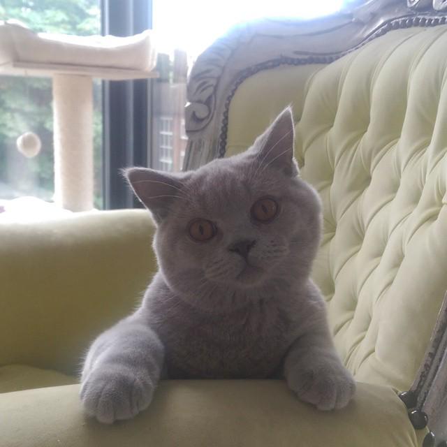 francescgoleo's tweet photo. :) #meowbox #excellent_cats #thedailykitten #instacat_meows #catelements #cat_features #delight_pets #bestmeow #KaliC http://t.co/QuYMdsK5g2