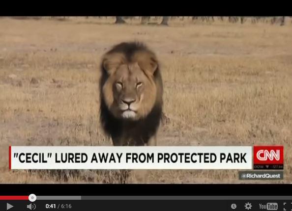 cufa_sc's tweet photo. "Individuals matter." Jeff Flocken on @CNN re: #CeciltheLion, trophy hunt victim @McKenzieCNN http://t.co/2fjvv0VLz9 http://t.co/kTh4ANurw6