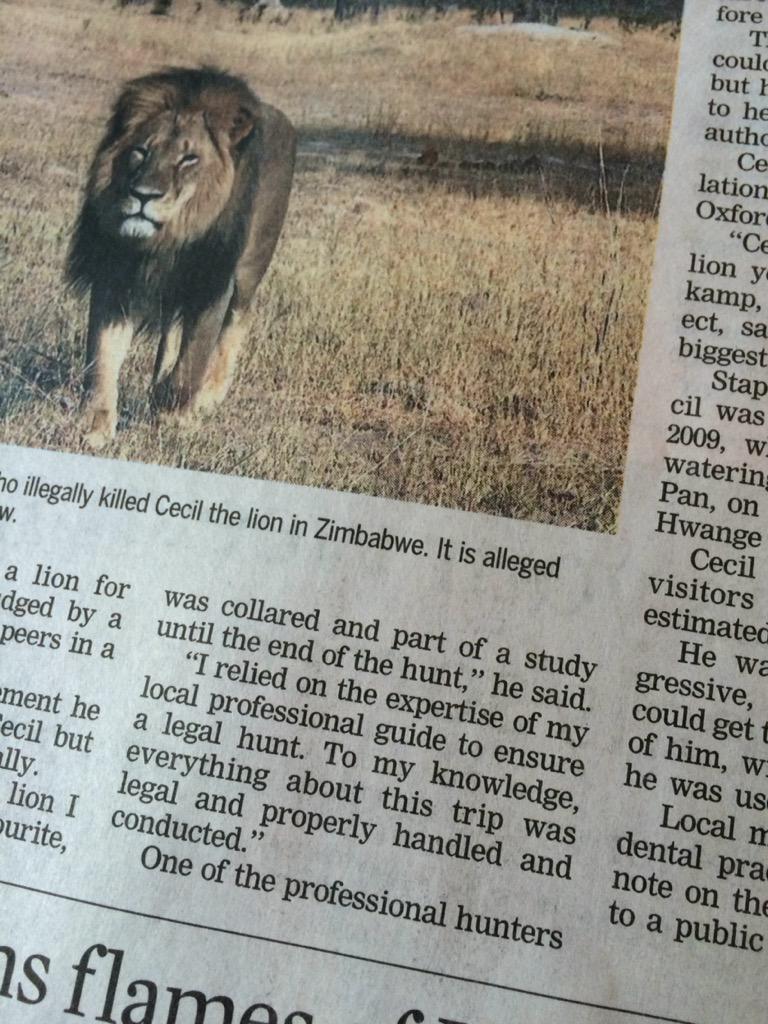 SallyannMoffat's tweet image. Grrr #bloodboiling the point is that just because U can LEGALLY hunt &amp;amp; kill a lion doesn't make it ok. #CecilTheLion