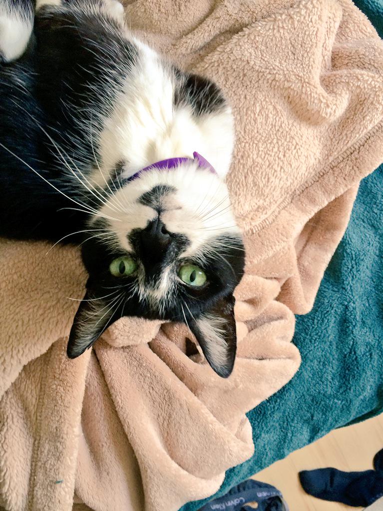 Bella (Meow) tweet media
