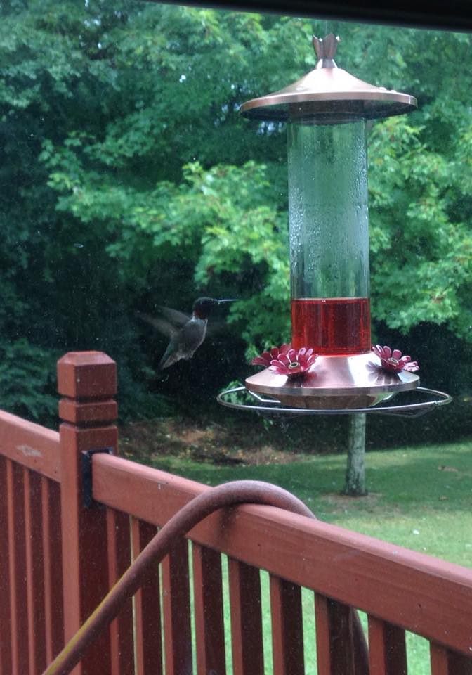 When hummingbirds are in your backyard drinking nectar, life is good.