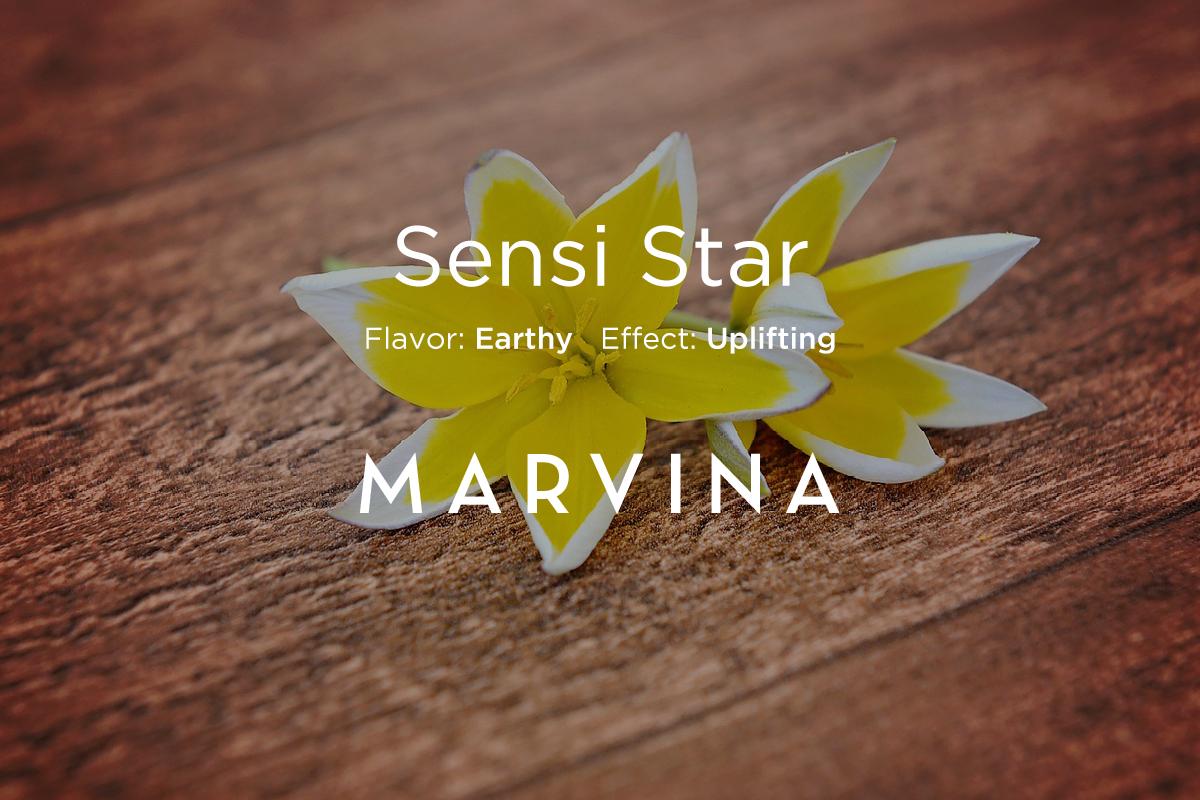 GoMarvina's tweet photo. "Sensi Star will quickly lift your spirits and get your mind working." https://t.co/qKPVmo2g9B http://t.co/BHFAgtDrUS