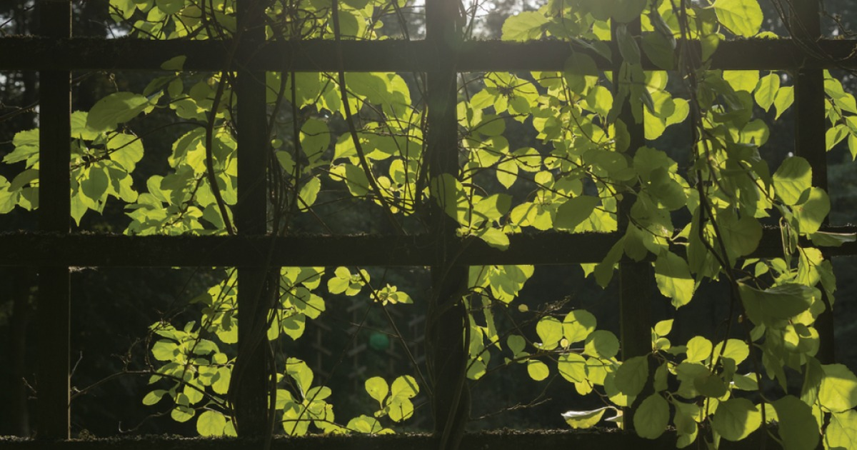 MortgageCapital's tweet photo. Add structure to your garden. From trellises to arbors, these ideas add value to any... https://t.co/xP2r78rlih http://t.co/A80ypwuJzP