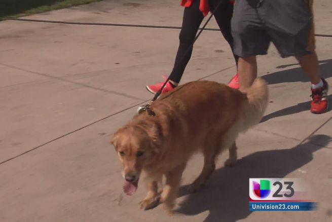 *¿Qué debe incluir el chequeo anual de tu mascota? ¡Entérate! foro.univision.com/t5/Mascotas/Qu…