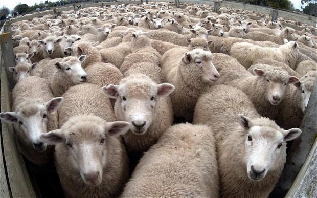 Vggie's tweet photo. We all need to stop eating meat now, and this is why - Telegraph http://t.co/ovjnsdnow1 http://t.co/9pjco4pLig