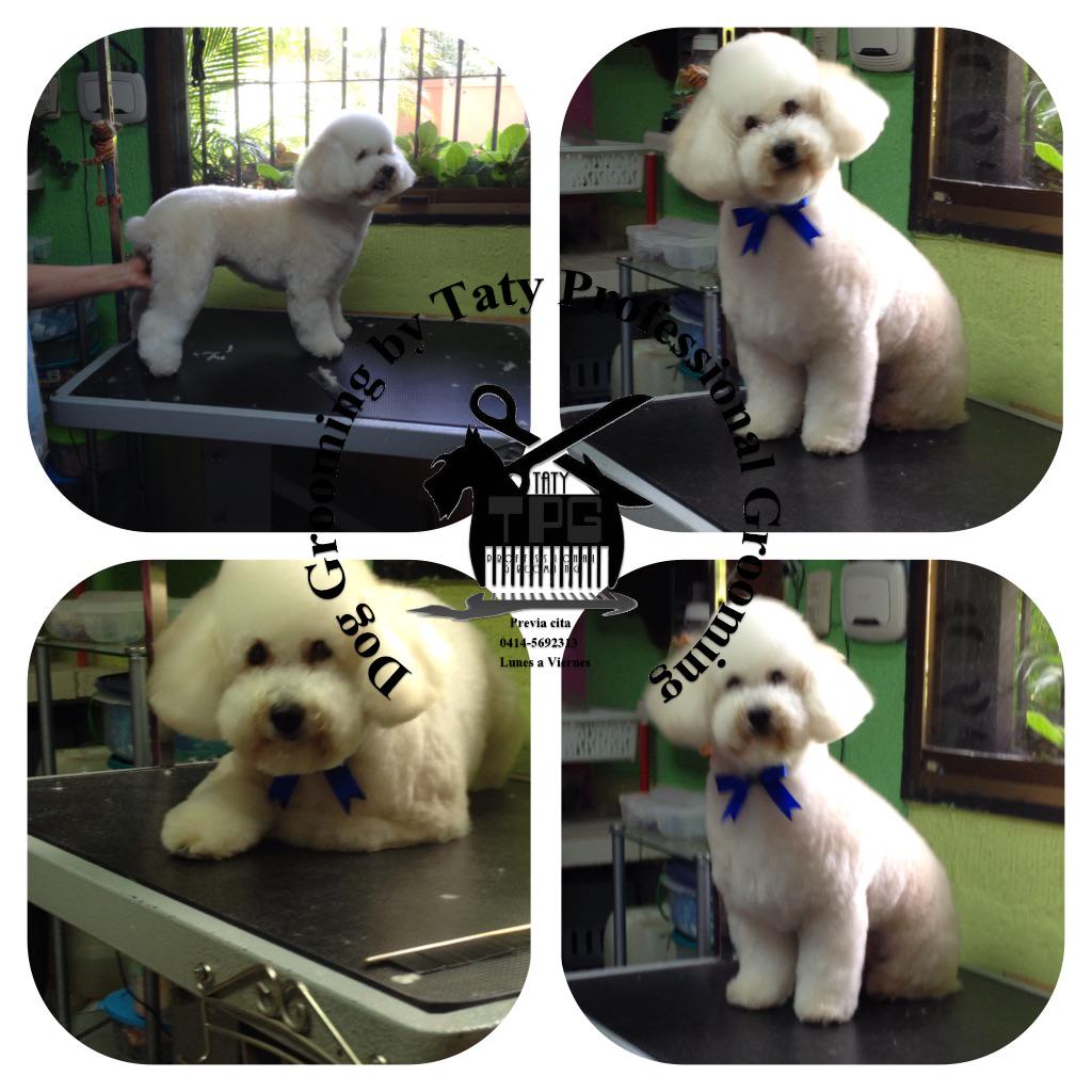 TatyOriz's tweet photo. Kiu un simpático cachorro Poodle http://t.co/ECltW7TP5m