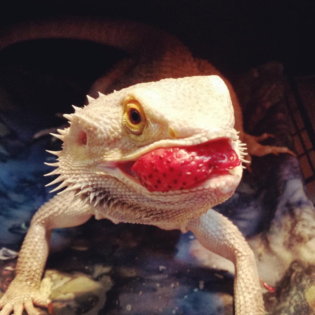 LokiBanoki's tweet photo. STRERBURRIES HRRGLURGLRGGLRGBLRG!!!!!!
#beardeddragon #beardies #gimmedatredthing #Reptiles http://t.co/9ilziFR4rI