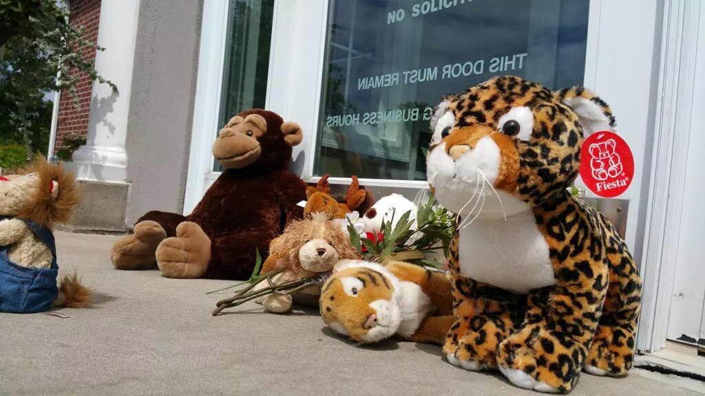 OFFICIALBL1NKS's tweet photo. To #WalterPalmer we will never forgive you , your a cold blooded murderer R.I.P #CecilTheLion @BBCBreaking @itvnews http://t.co/qaJXBCSDQ2