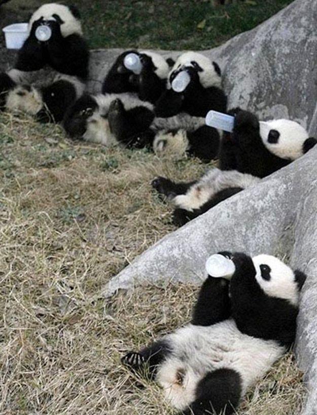 ChinaTopix's tweet photo. Cute Panda! http://t.co/03ZNE4fqIg