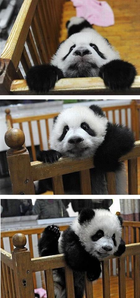 ChinaTopix's tweet photo. Cute Panda! http://t.co/03ZNE4fqIg