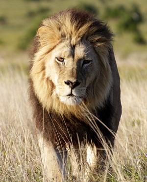 Let's remember #CecilTheLion for what he was - MAGNIFICENT! Hwange, Zimbabwe - youtube.com/embed/H4a2htZ2… #NoMoreCecils