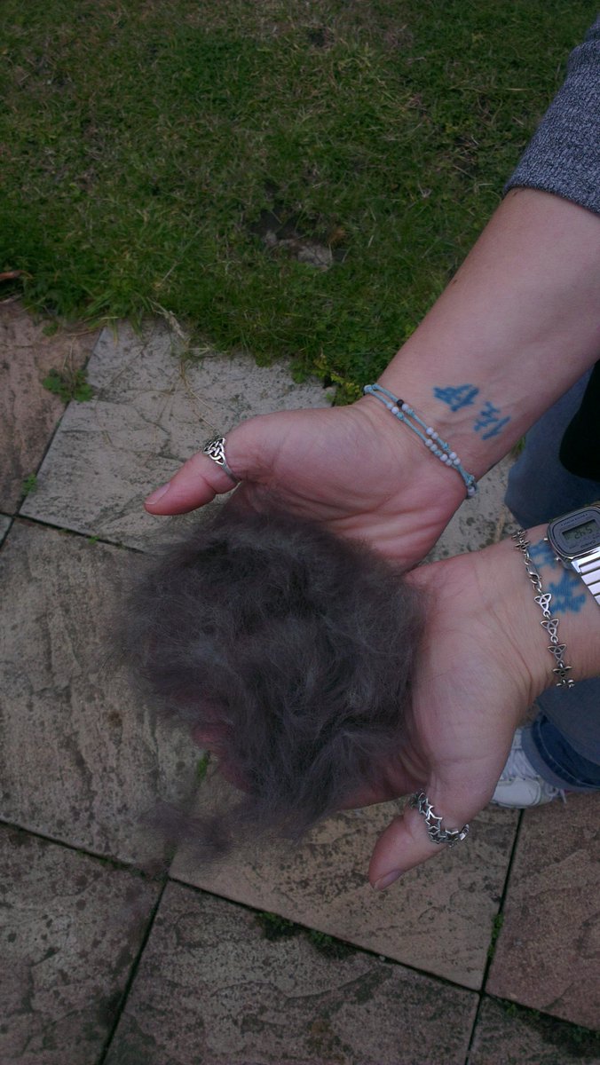CarlatheGreyt's tweet photo. momma just brushed me wiff a furry-min-ata. she woz surprised at wot come owt #moulting http://t.co/sxnU1vPLet