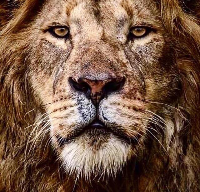 rebeccaglynne's tweet photo. Rest in peace, beautiful. We will scream for you. #ScreamForCecil #CecilTheLion http://t.co/hb1gRhLHnQ