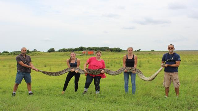 Wow!  Check out this giant Burmese python captured at Everglades National Park bit.ly/1MtYDm4 http://t.co/mNlBNVWMrz