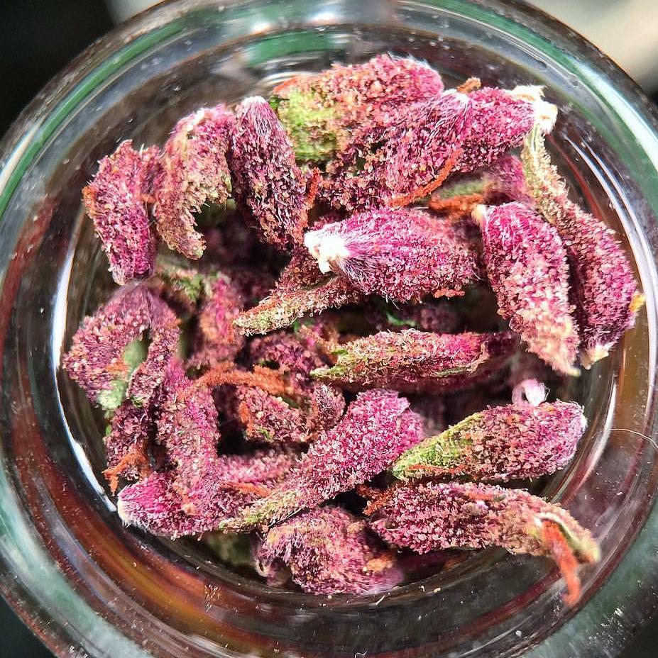 Rt if you agree this is WEED PORN.