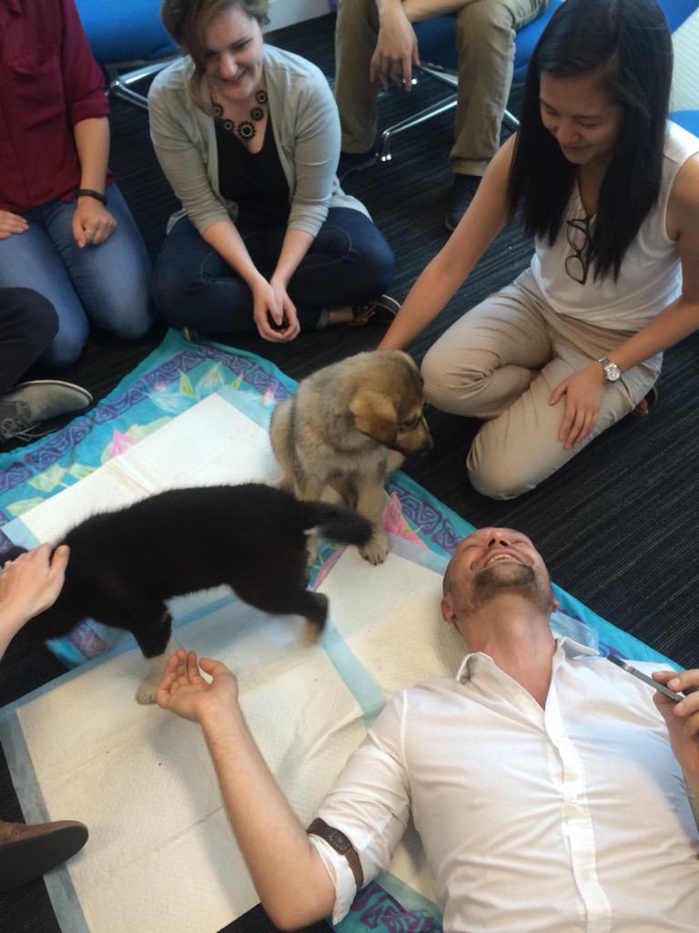 RedemptionPups's tweet image. Puppy office visits !