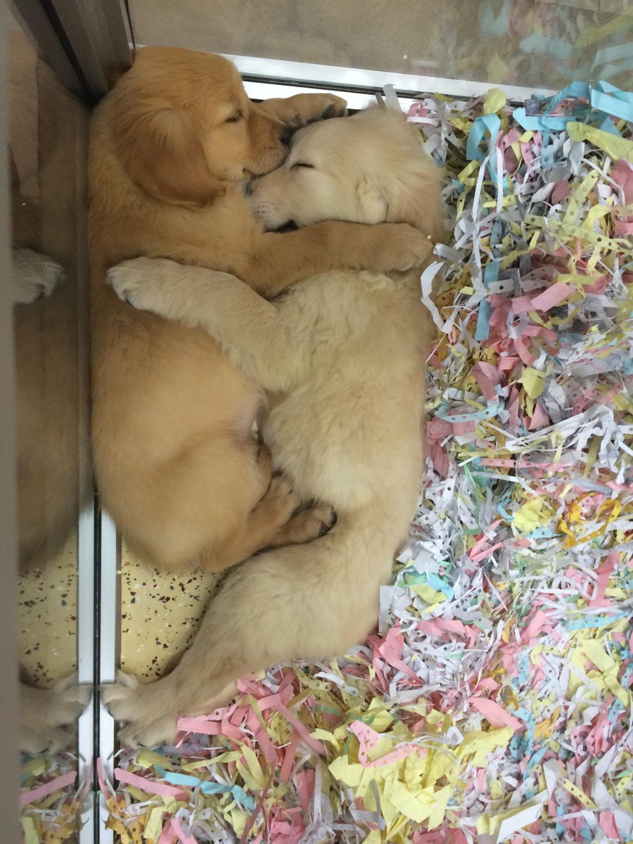 marshmallowAO's tweet photo. Go to the pet store, you never know what you might see.  Look as these two cuties, YAY!! I love EVERYONE!!! http://t.co/p341L6eOsc