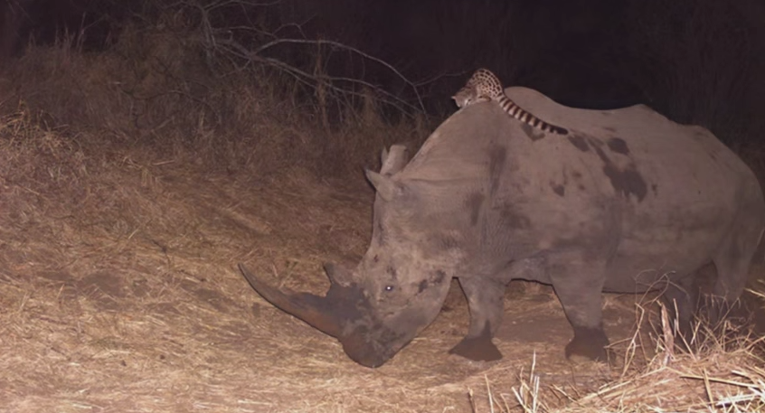 Discovery's tweet photo. Viral video: watch a genet hitch a ride on a friendly rhino >> http://t.co/nj5BTCB3tZ http://t.co/45b1iGF3U6